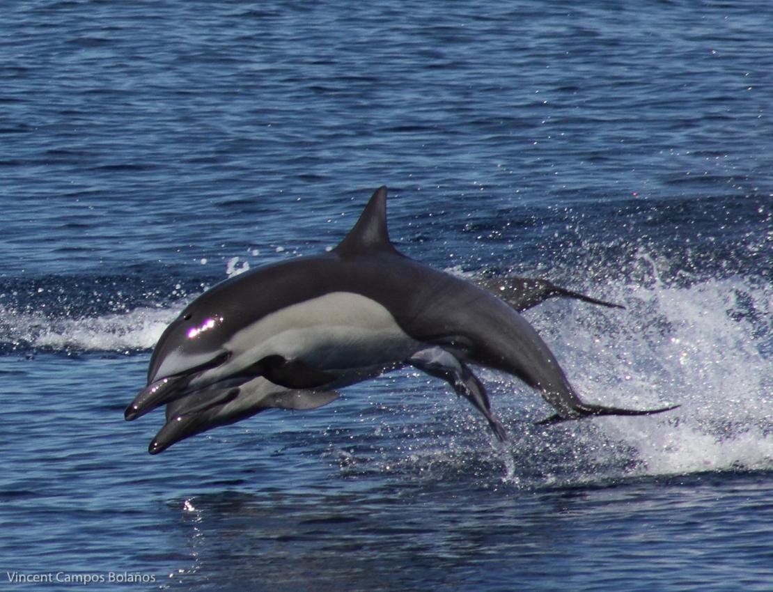 Drakes Bay Tapirus Playa 아파트 외부 사진